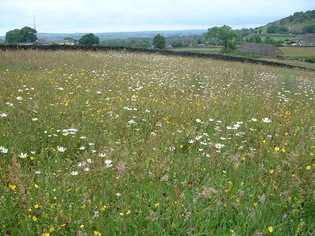 Wildflower Meadows: A Burst of Color and Life (image credits: wikimedia)