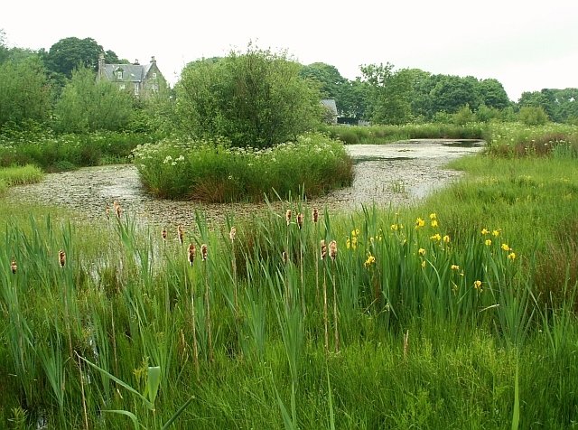 Rewilding Water: Ponds and Wetlands (image credits: wikimedia)