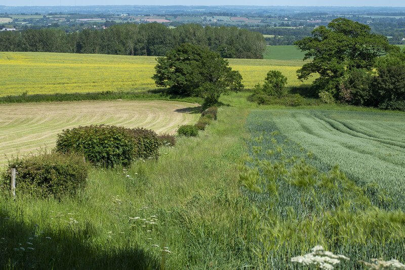 Hedgerows and Living Boundaries (image credits: wikimedia)