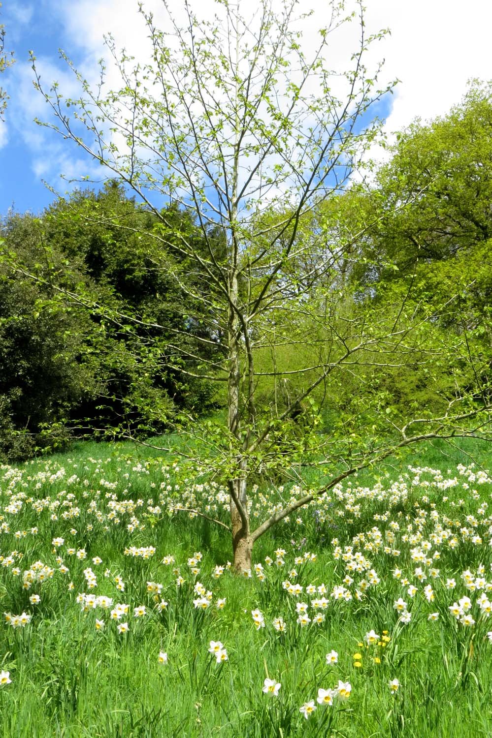 The Emotional Rewards of Wilding (image credits: wikimedia)