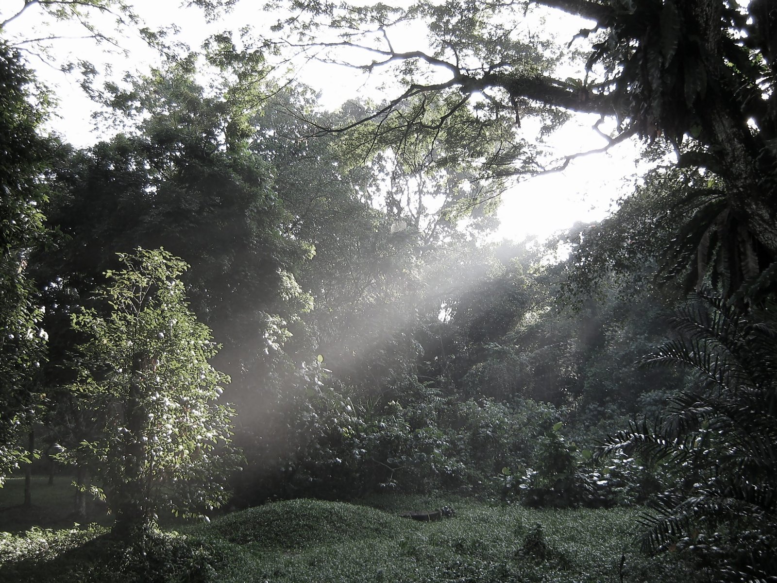 The Lost Forests of Singapore’s Past (image credits: wikimedia)
