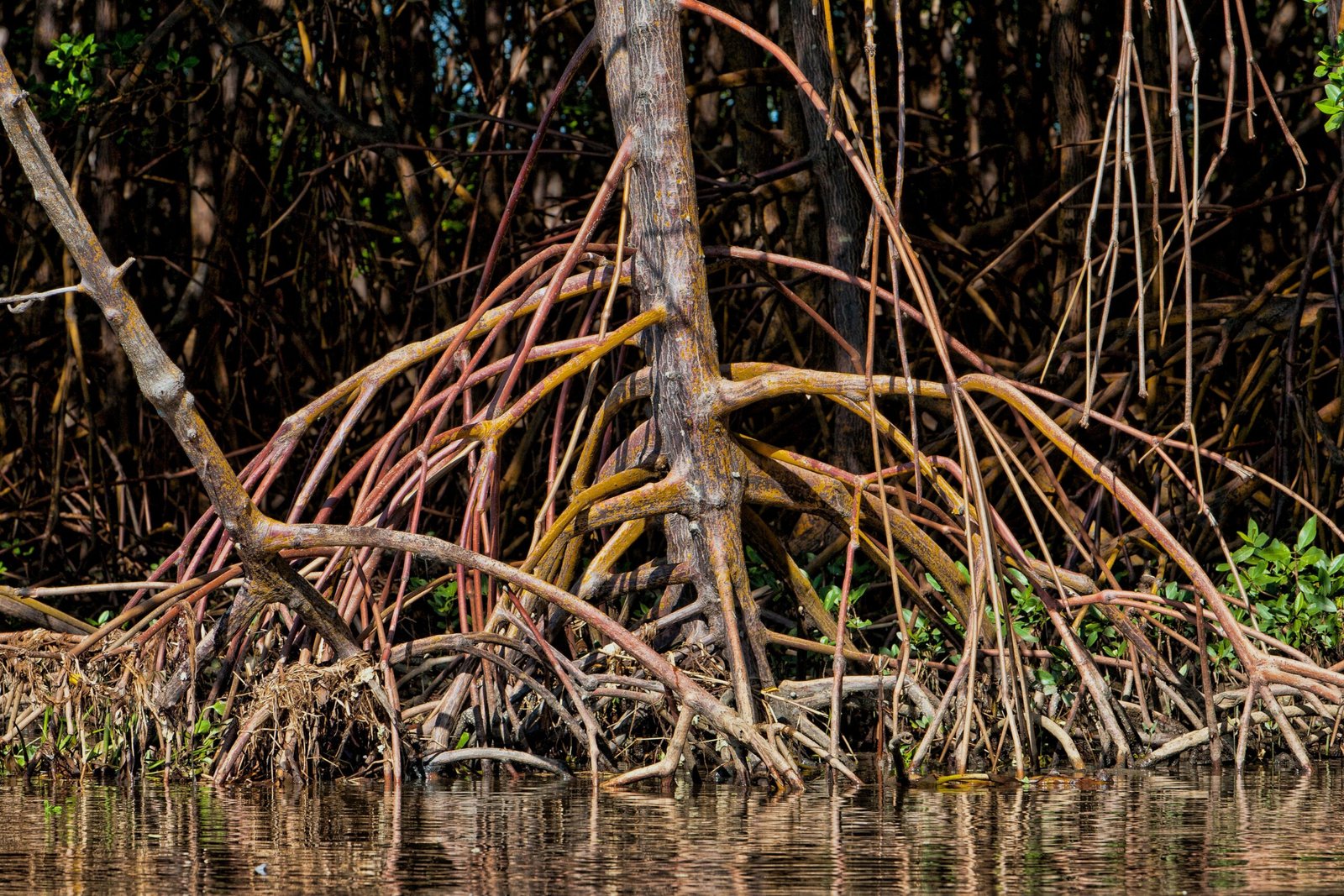 Mangroves: Guardians of the Coastline (image credits: wikimedia)