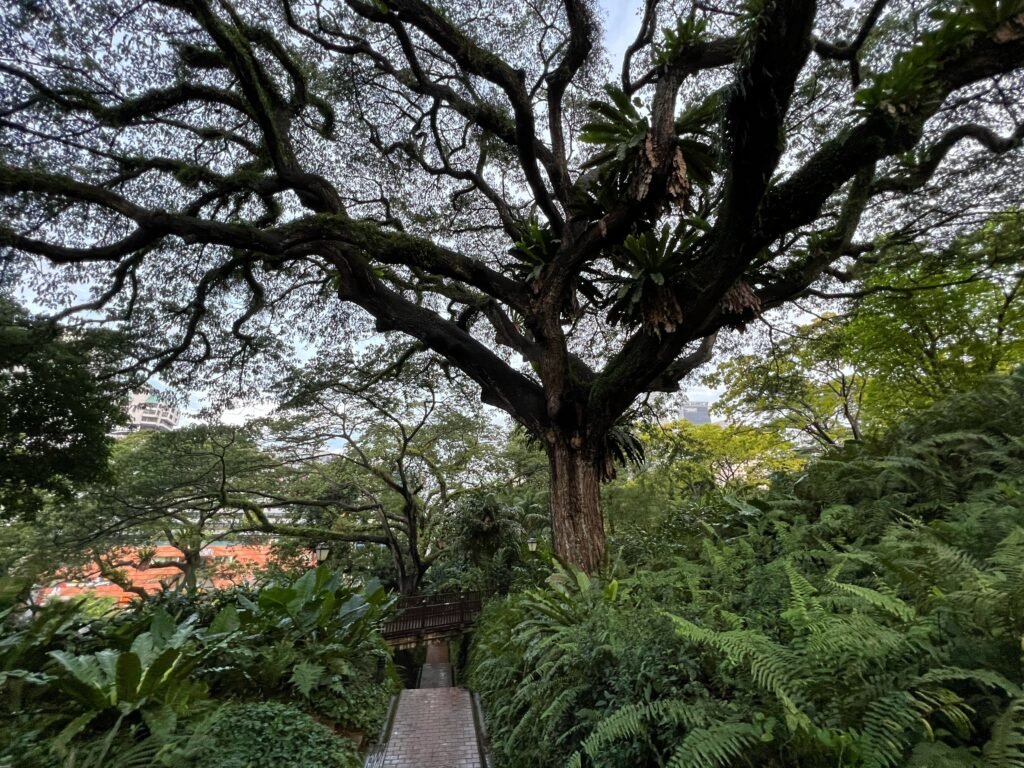 Rainforest Survivors: Singapore’s Towering Giants