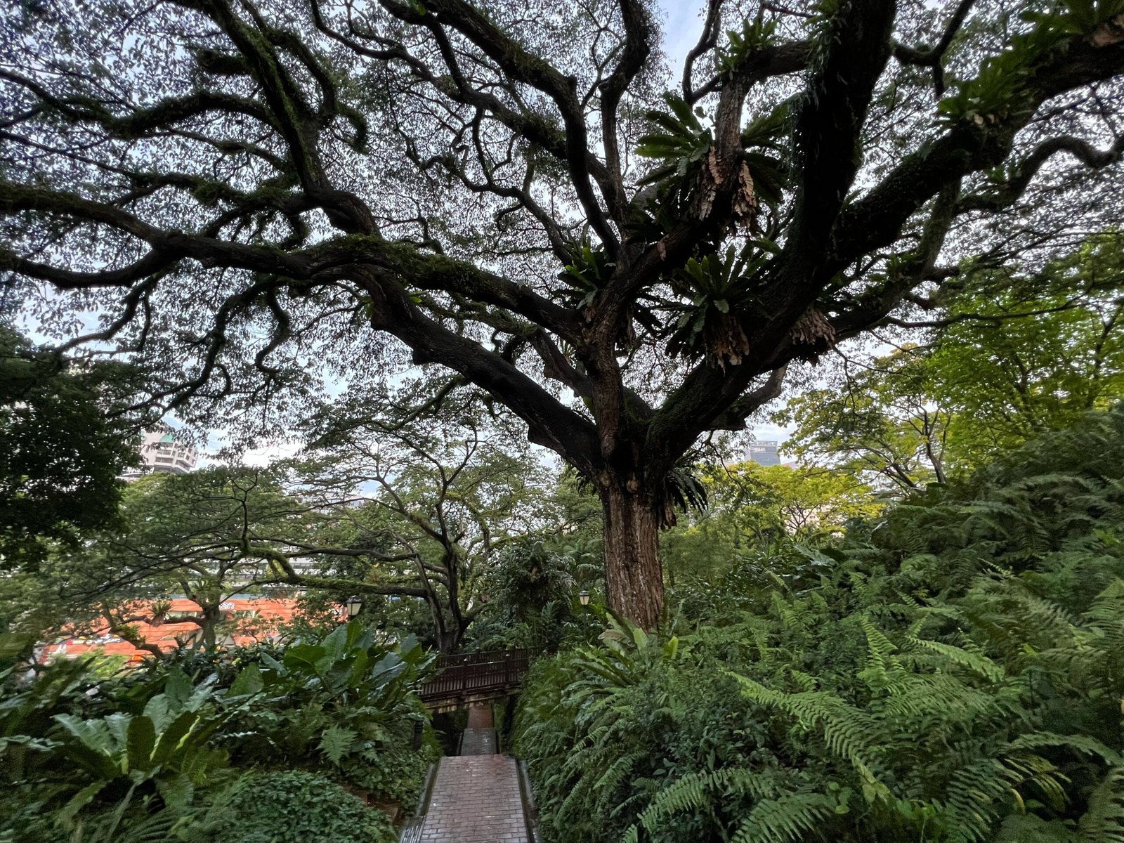 Rainforest Survivors: Singapore’s Towering Giants (image credits: wikimedia)