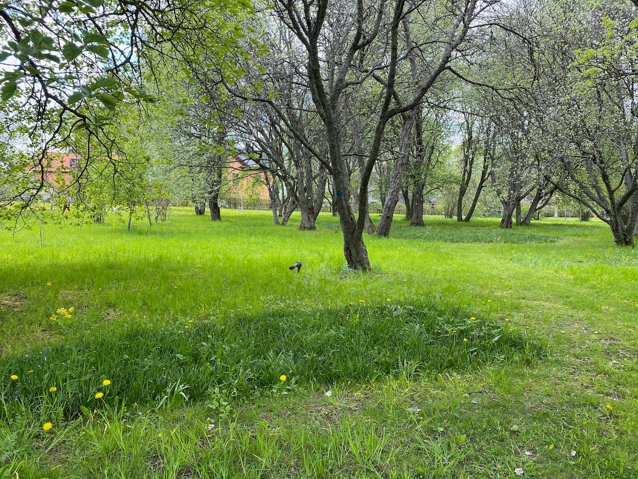 Urban Green Corridors: Breathing Life Into the City (image credits: wikimedia)