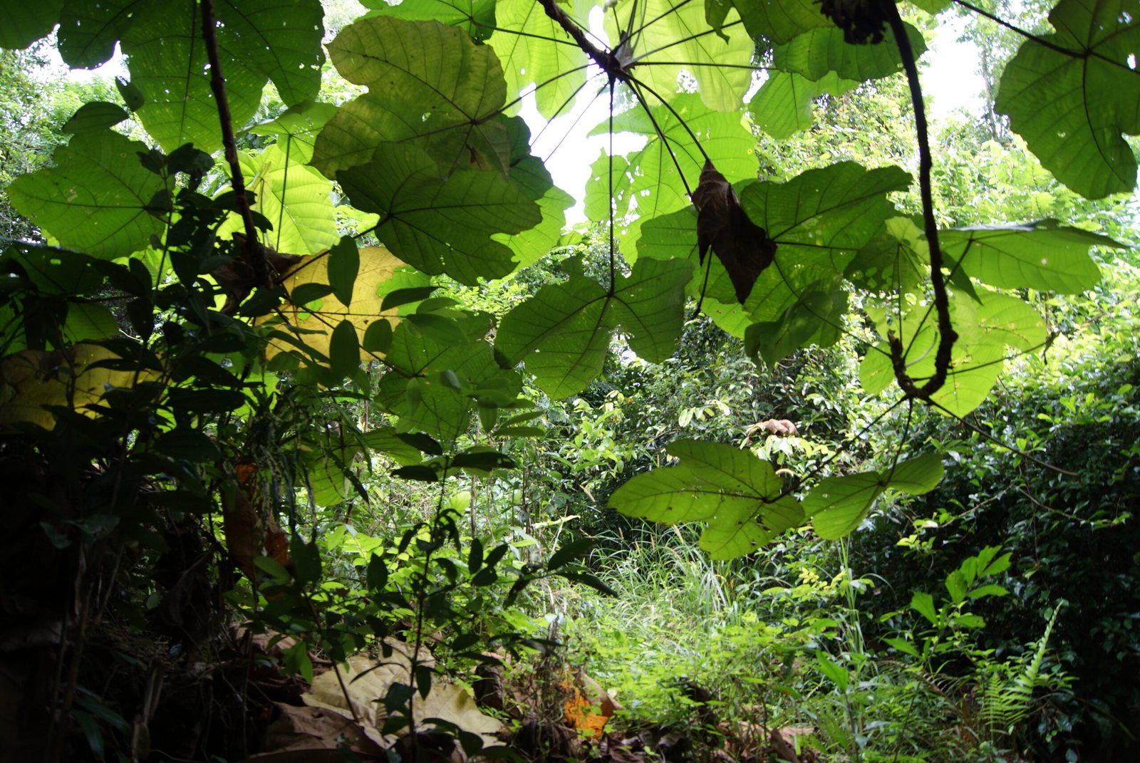 A Call to Action: Nurturing Singapore’s Green Future (image credits: wikimedia)