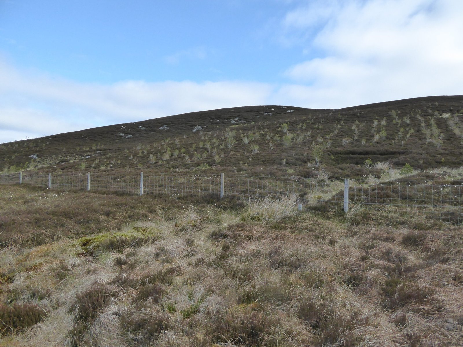 The Lost Tapestry: What Happened to Ireland’s Native Plants? (image credits: wikimedia)