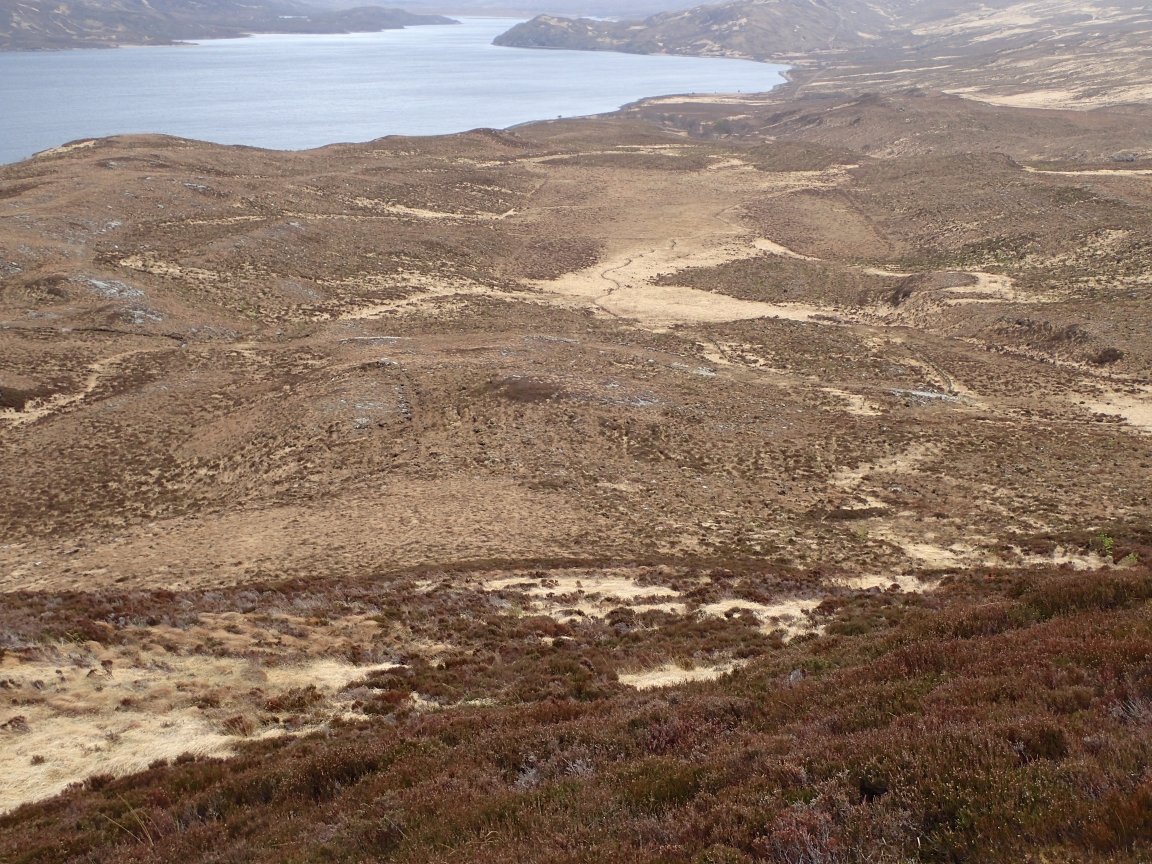 The Heart of the Celtic Garden: Why Native Flora Matters (image credits: wikimedia)