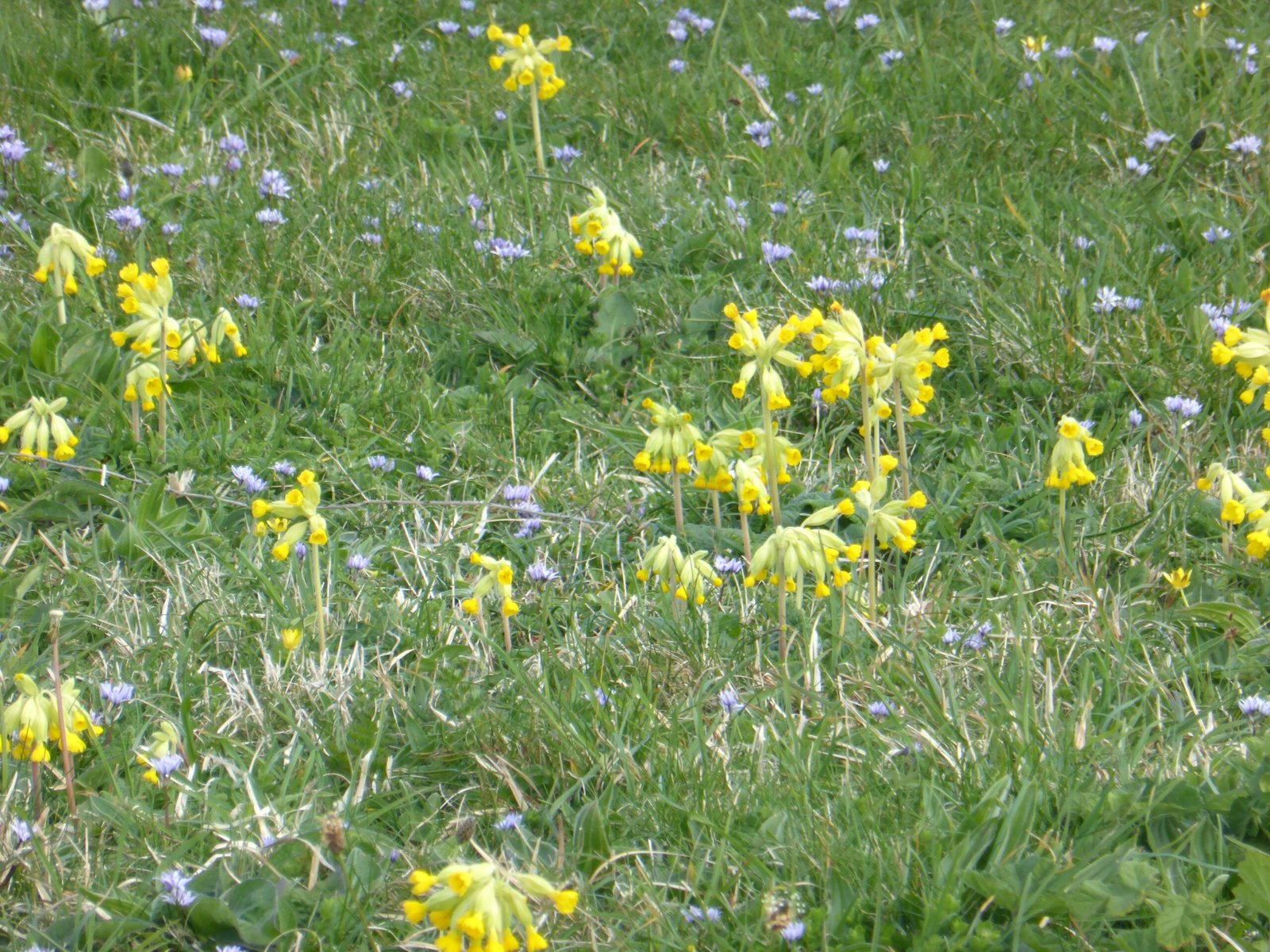 Seeds of Change: Grassroots Movements Across Ireland (image credits: wikimedia)