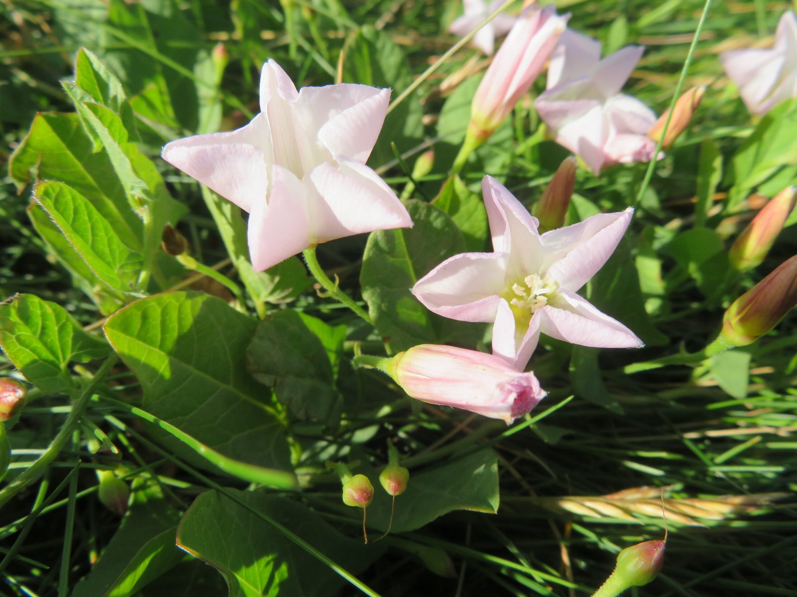 Ancient Wisdom: Celtic Traditions and Plant Lore (image credits: wikimedia)