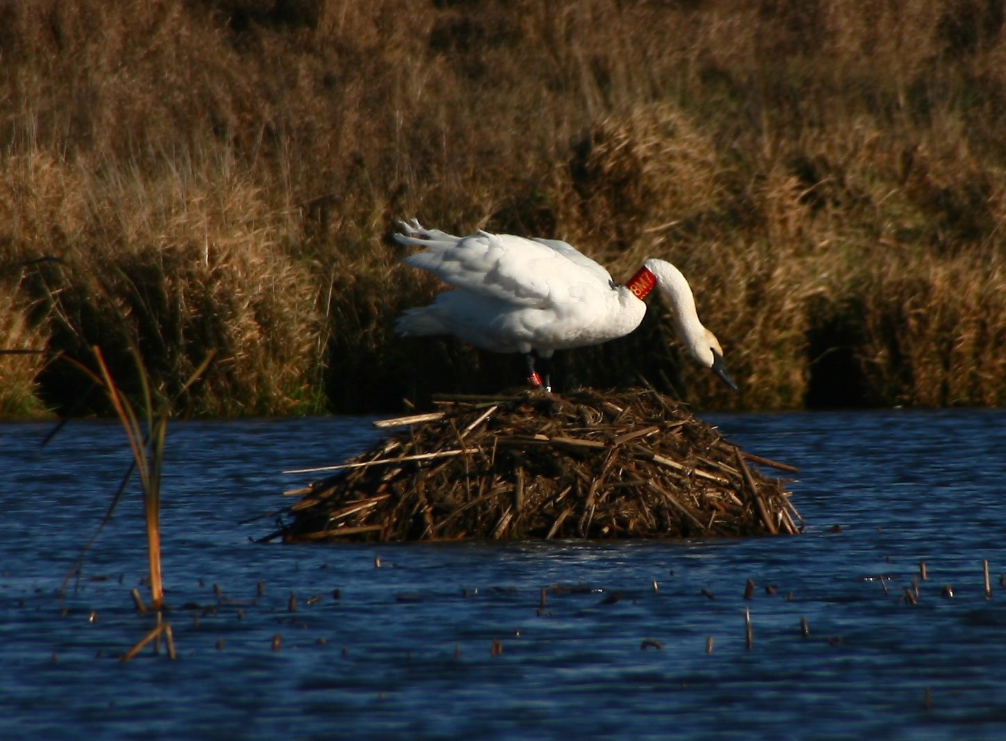 Wildlife Returns: The Ripple Effect of Native Planting (image credits: wikimedia)