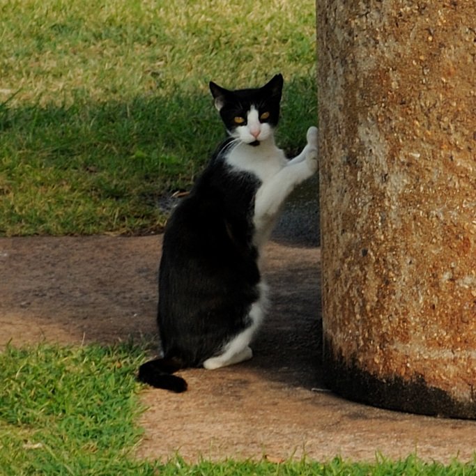 How Feral Cats Arrived in Hawaii (image credits: wikimedia)