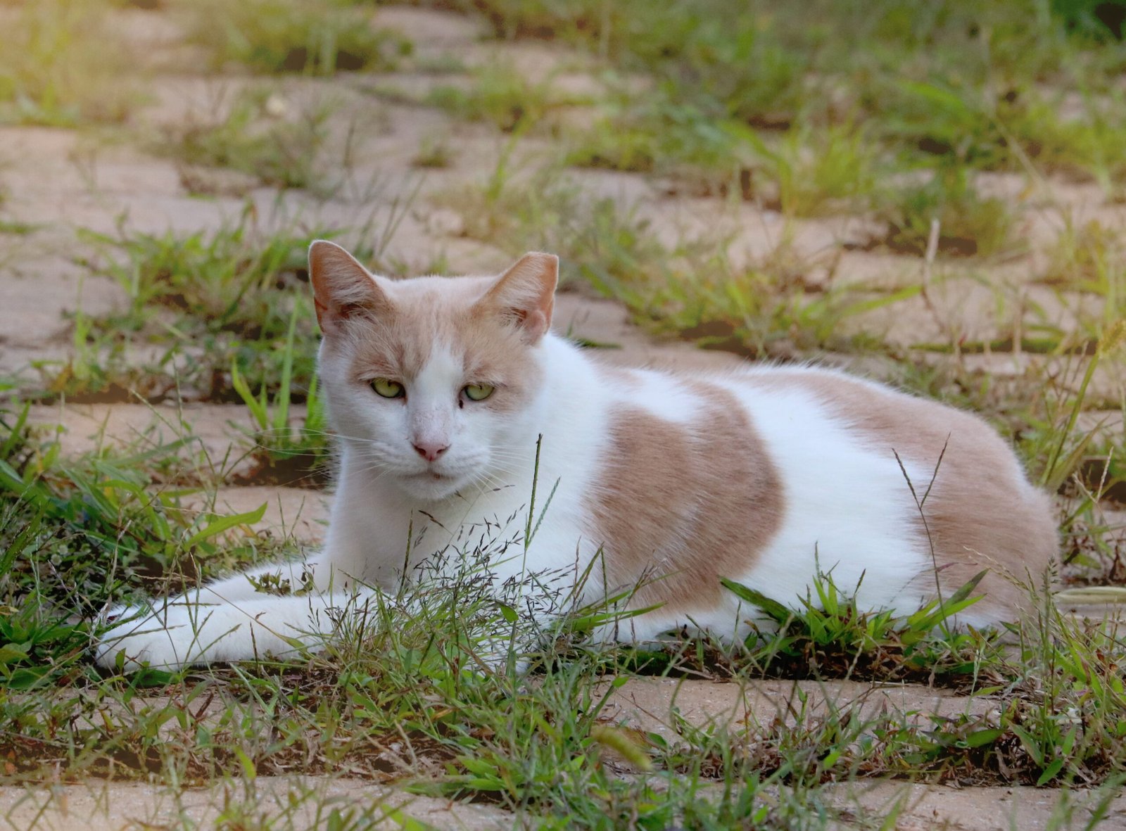 Beyond Predation: The Hidden Danger of Disease (image credits: wikimedia)