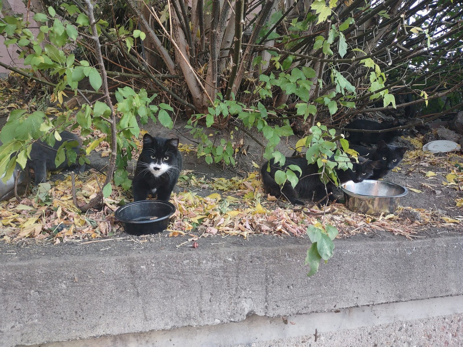 Cat Colonies and the Trap-Neuter-Return Debate (image credits: wikimedia)