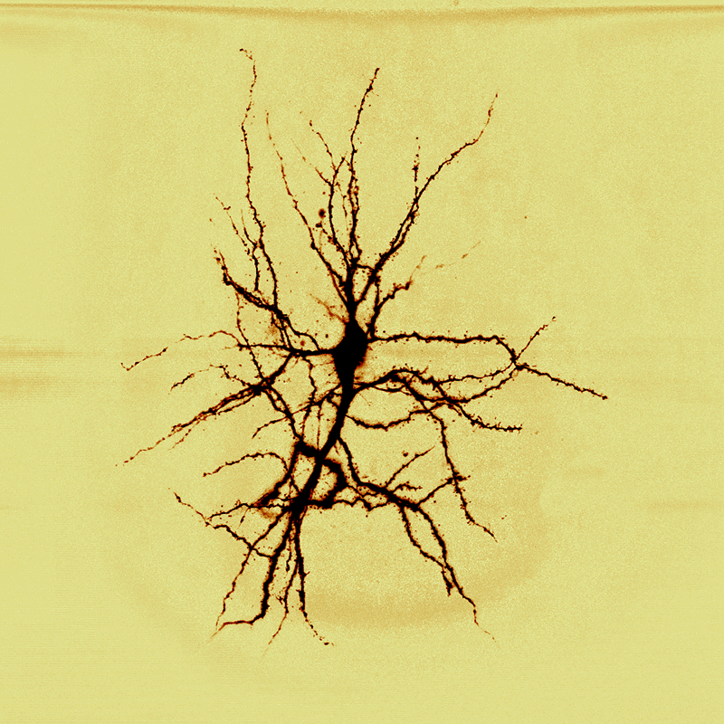 Timekeepers in the Mind: How We Sense the Passage of Time (image credits: wikimedia)