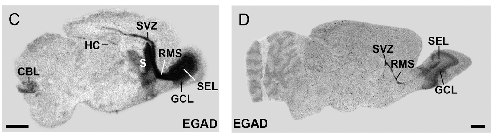 From Rats to Humans: The Discovery of Place and Grid Cells (image credits: wikimedia)