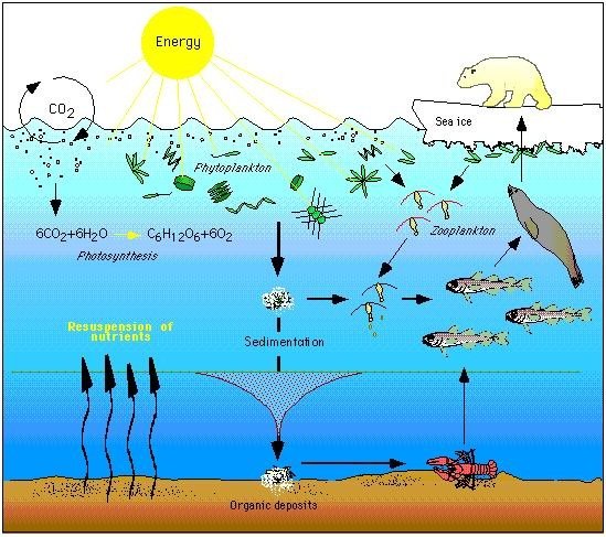 Food Chains Strained to the Breaking Point (image credits: wikimedia)