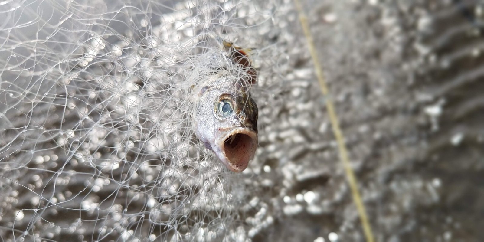 Bycatch and Biodiversity Loss Across Borders (image credits: wikimedia)
