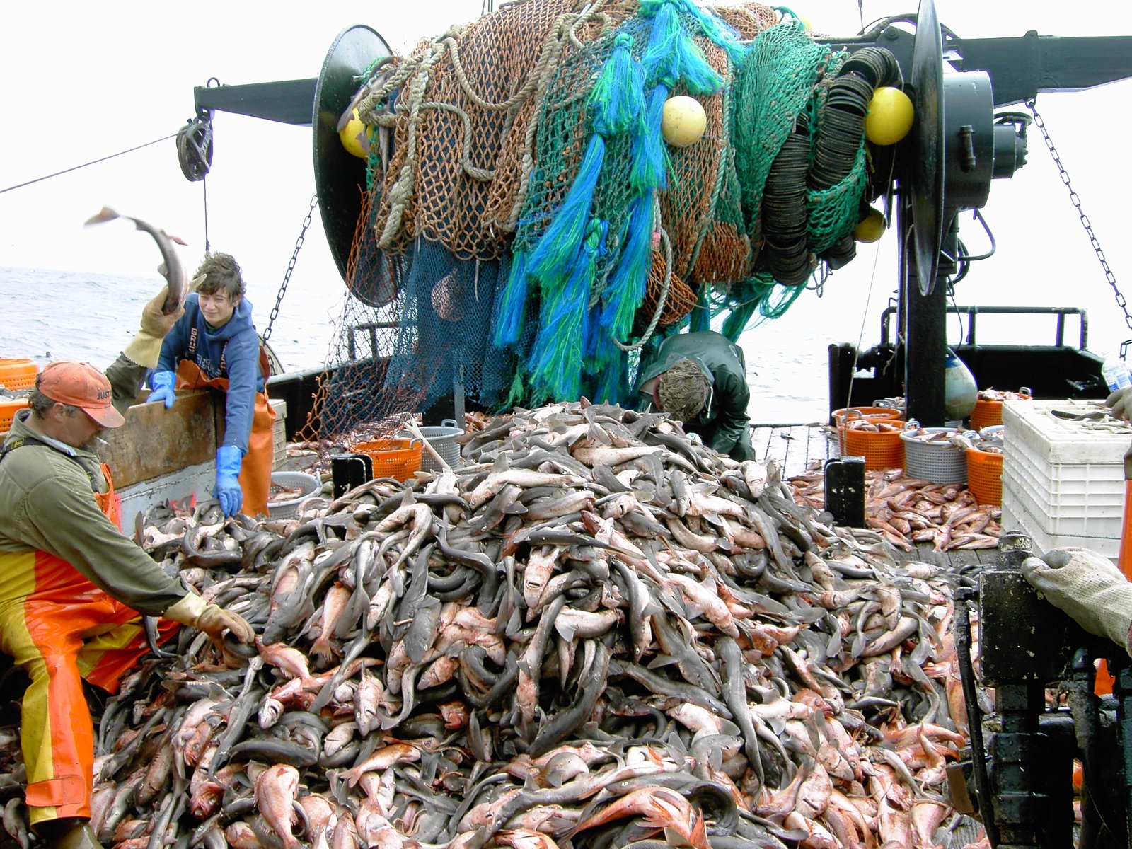 The Tragedy of the Commons: Shared Seas, Shared Losses (image credits: wikimedia)