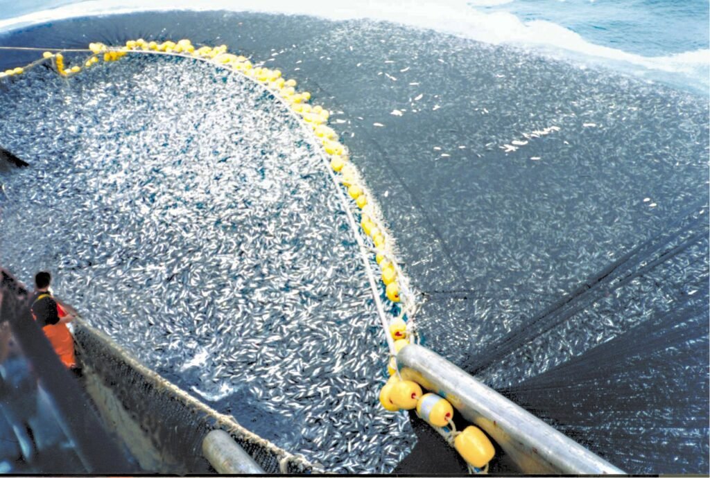How Overfishing in One Country Collapses Ecosystems in Another