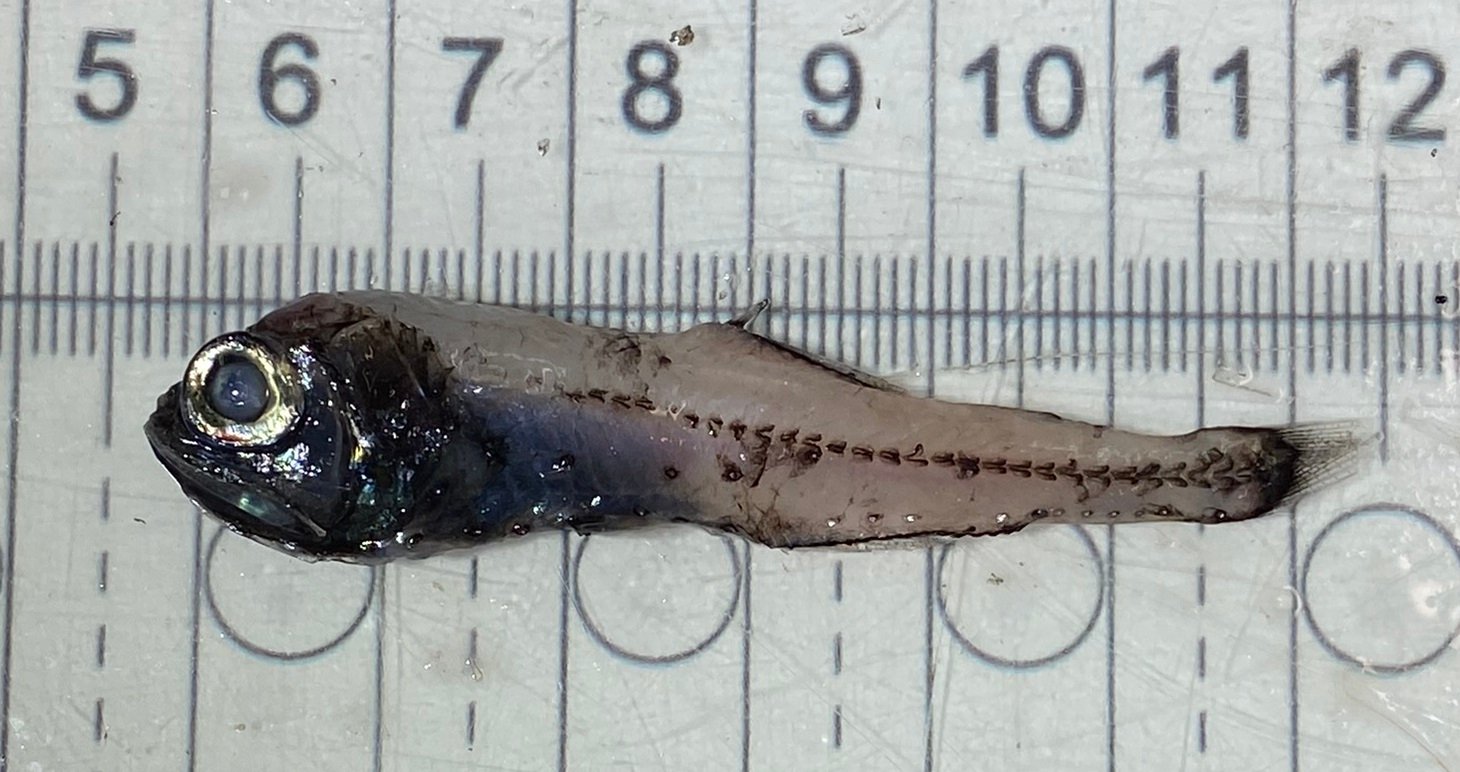The Creatures That Make Up the Layer (image credits: wikimedia)