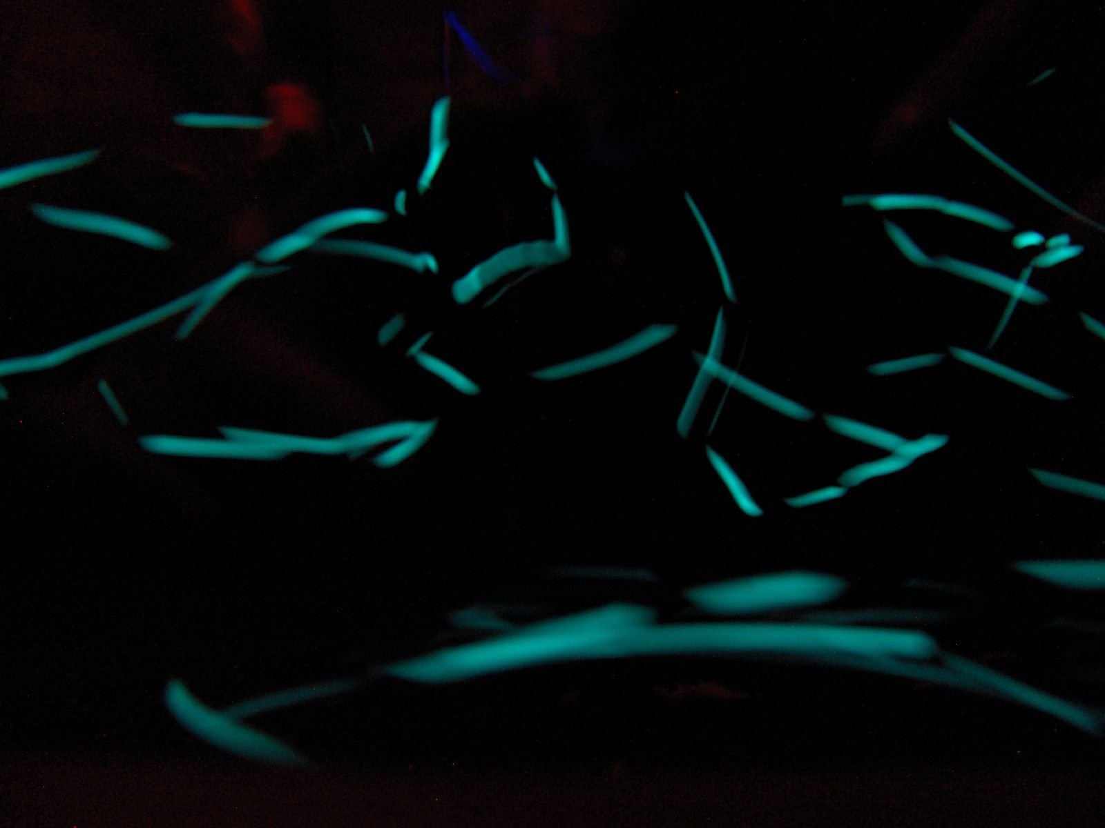 The Importance of Bioluminescence (image credits: wikimedia)