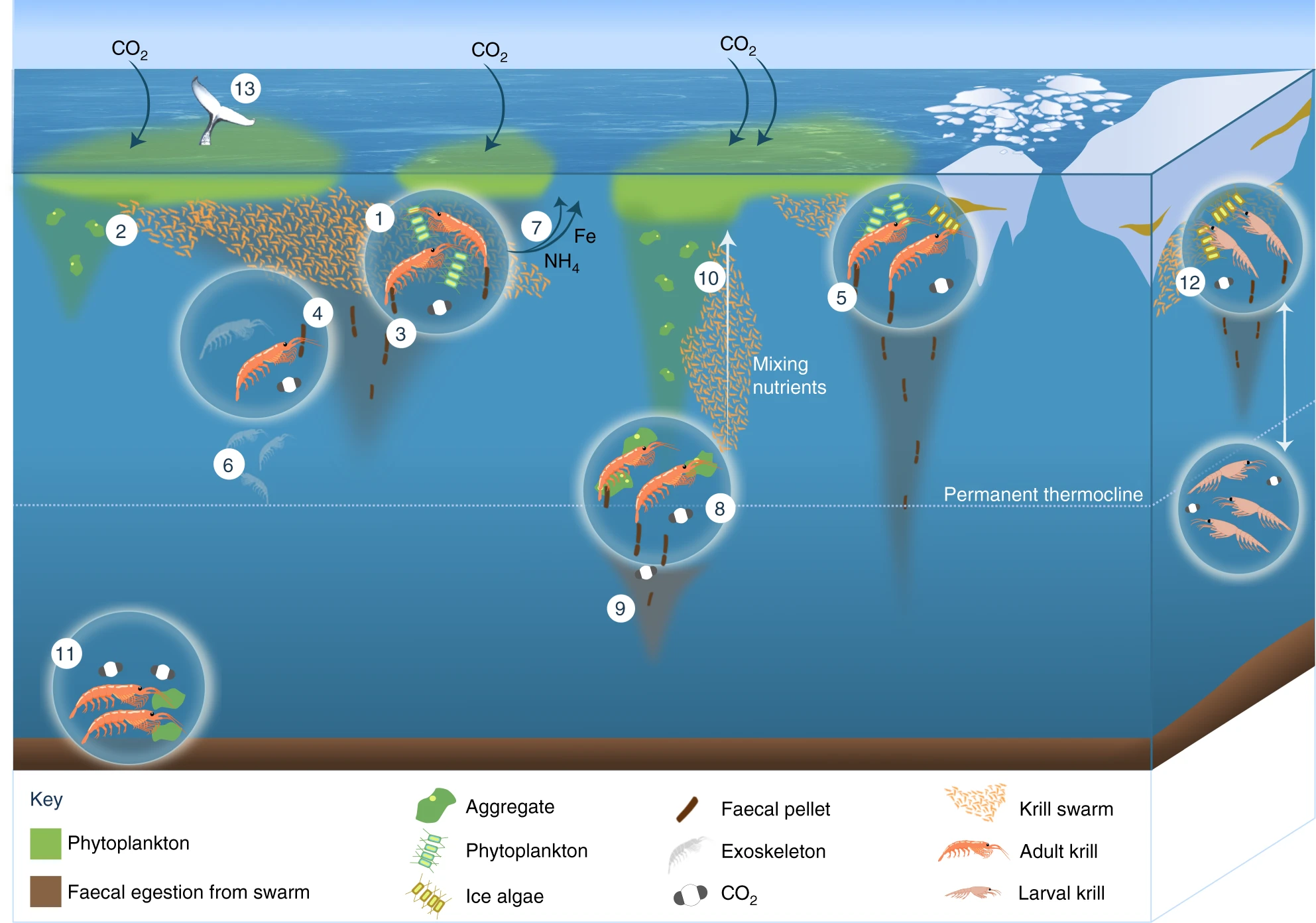 The Role of the Deep Scattering Layer in the Global Ecosystem (image credits: wikimedia)