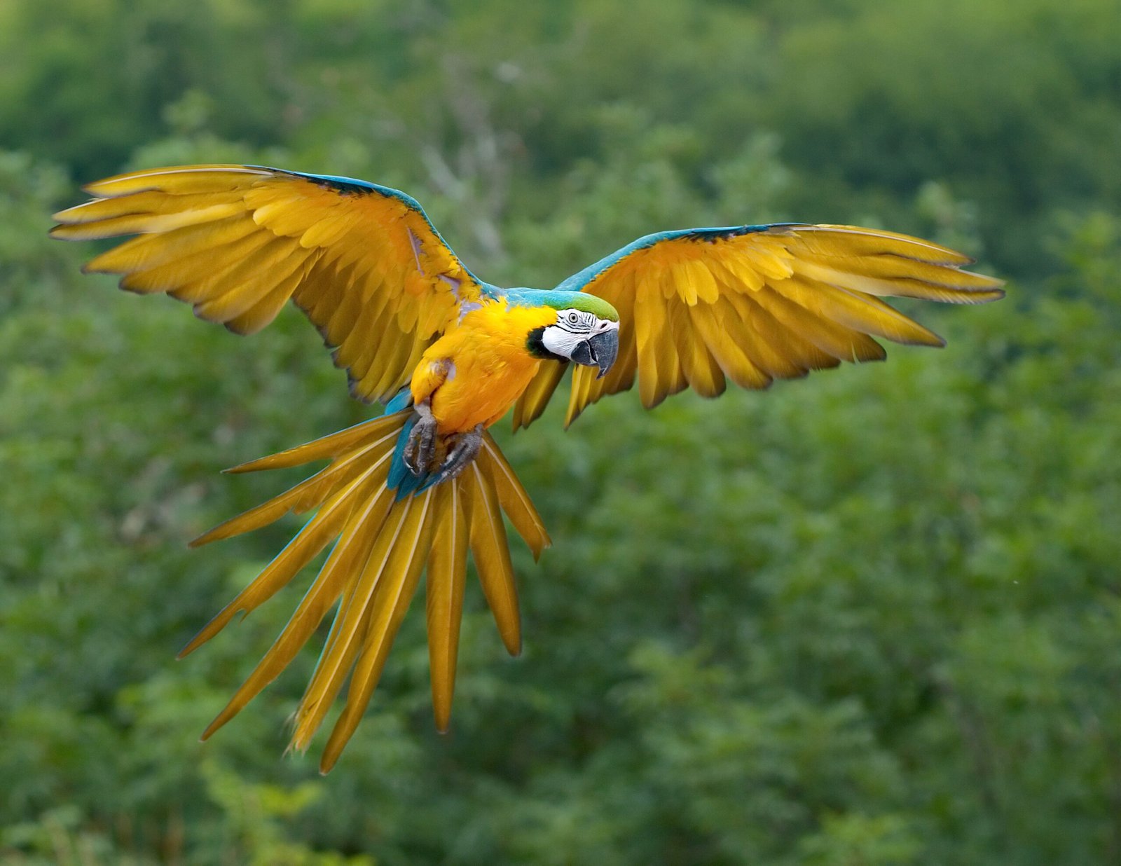 The Science Behind Parrot Naming (image credits: wikimedia)