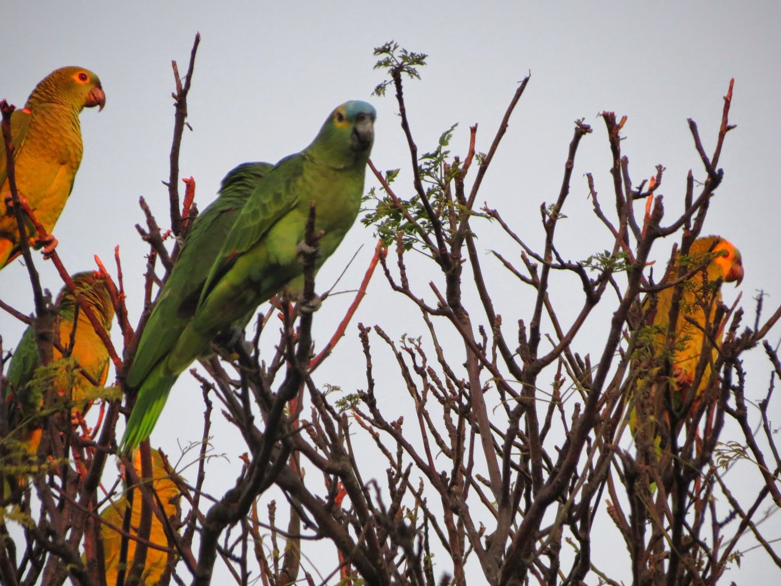 Social Bonds and Parrot Society (image credits: wikimedia)
