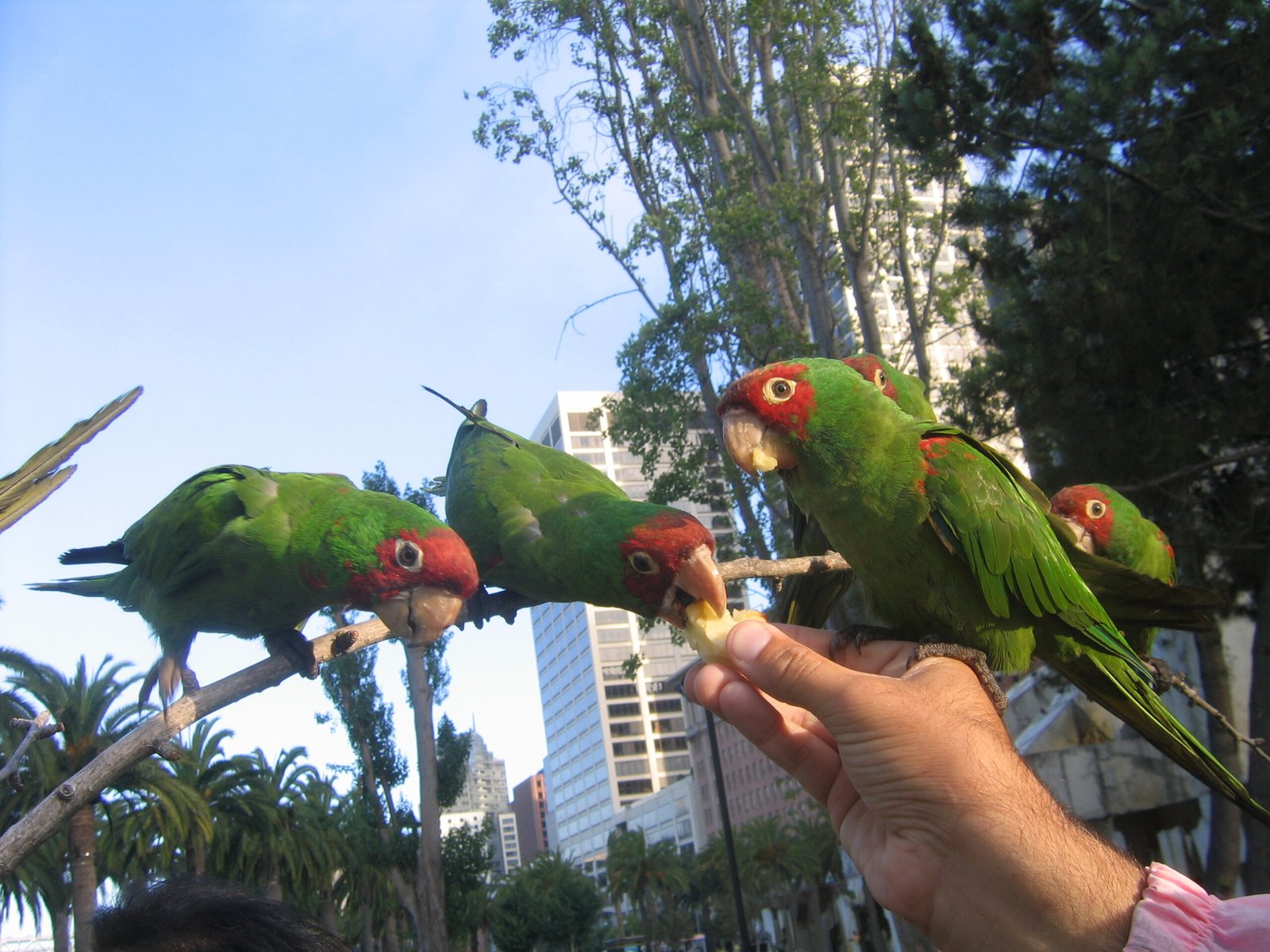 Challenges and Discoveries in Parrot Research (image credits: wikimedia)