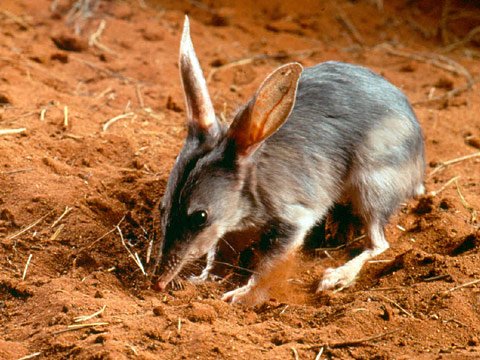 The Secret Lives of Bilbies and Bandicoots (image credits: wikimedia)