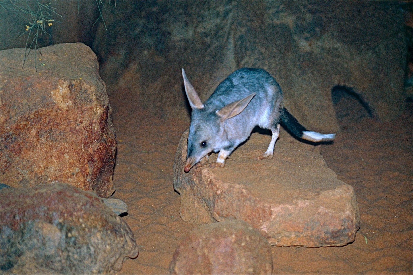 Ancient Connections: Indigenous Knowledge and Respect (image credits: wikimedia)