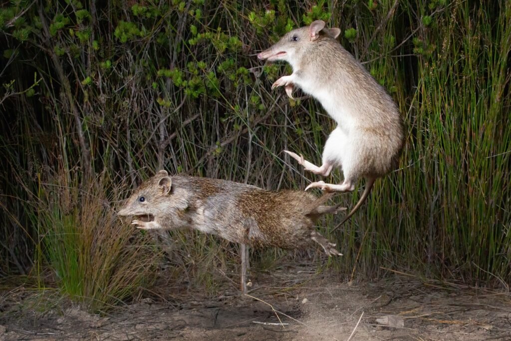 Restoring Hope: Conservation Success Stories