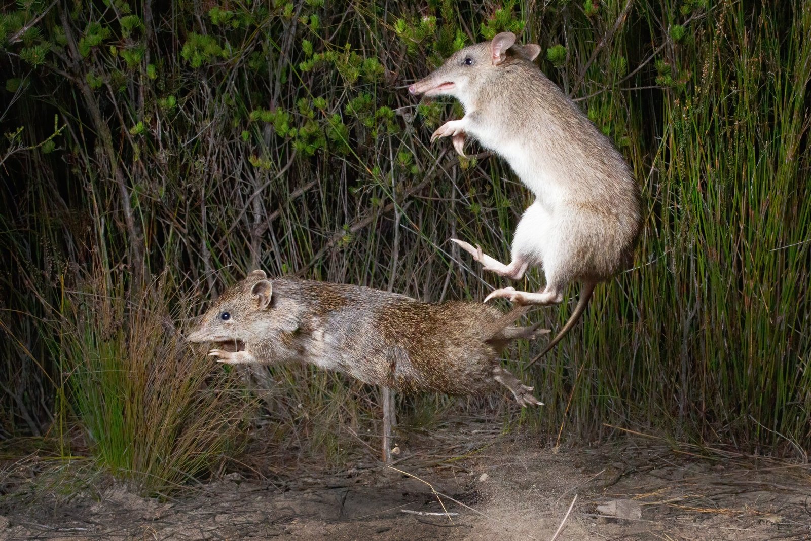 Restoring Hope: Conservation Success Stories (image credits: wikimedia)