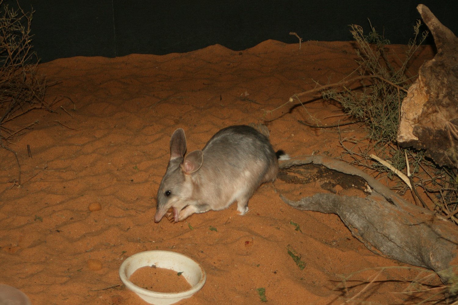 Bilbies in the Spotlight: Australia’s Easter Icon (image credits: wikimedia)