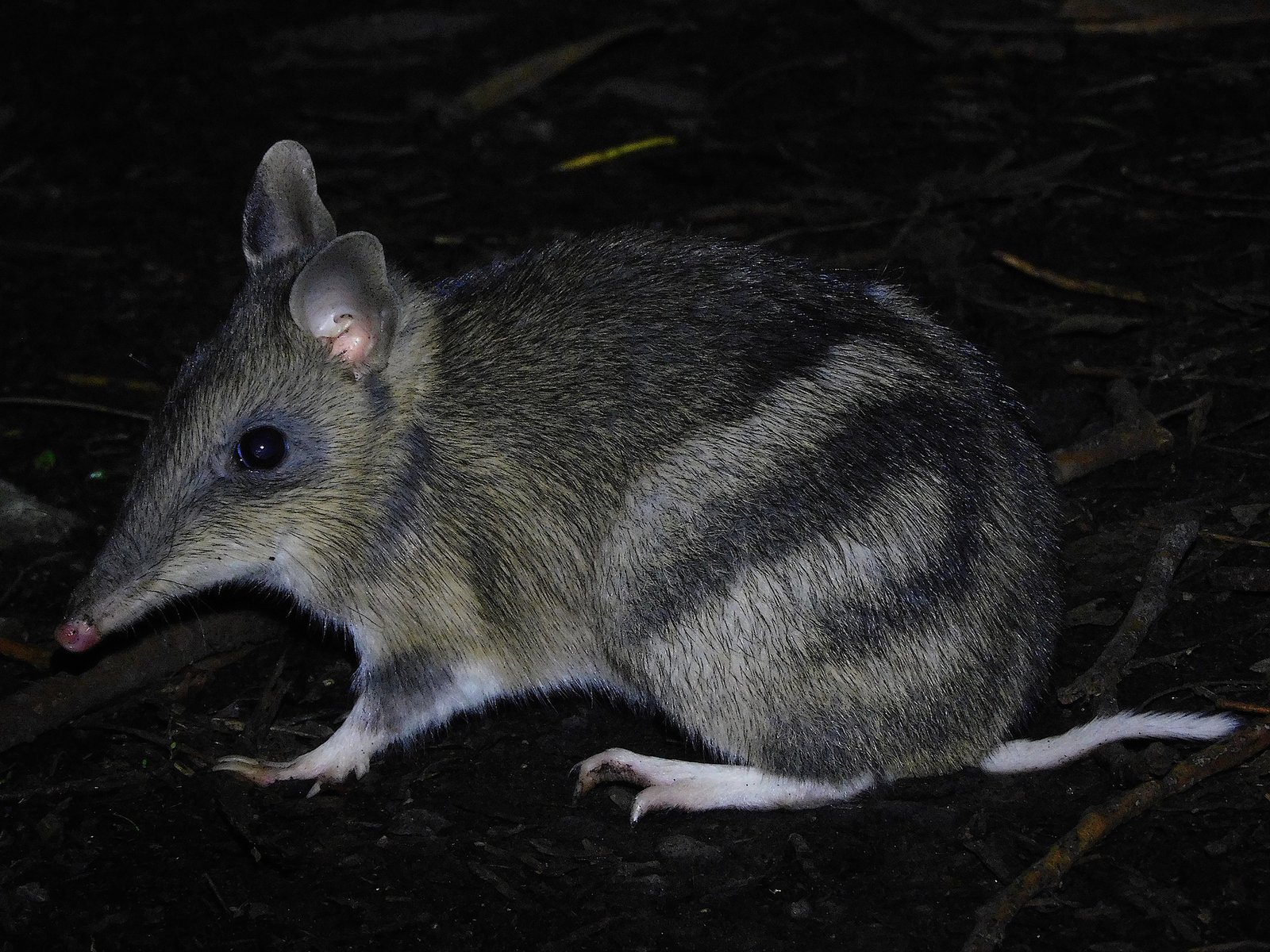 Bandicoots on the Brink: The Plight of the Eastern Barred Bandicoot (image credits: wikimedia)