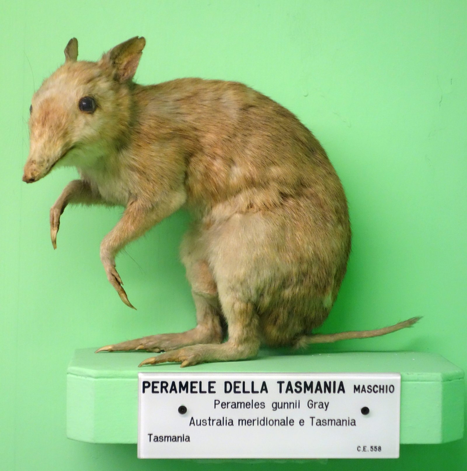 Get Involved: How You Can Help (image credits: wikimedia)
