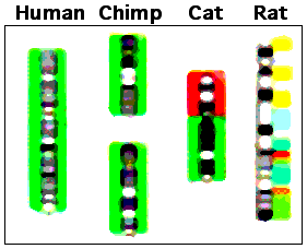 FOXP2 and the Evolutionary Leap to Language (image credits: wikimedia)