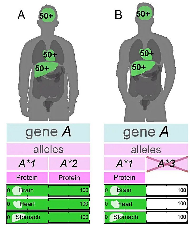 How FOXP2 Shapes the Brain (image credits: wikimedia)