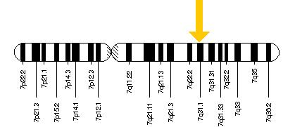 The Future of FOXP2 Research (image credits: wikimedia)
