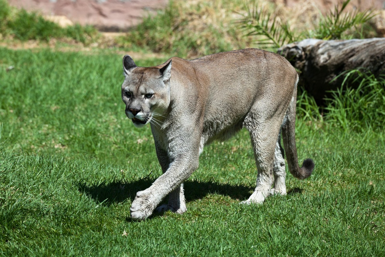 The Mysterious Identity of the Florida Panther (image credits: wikimedia)