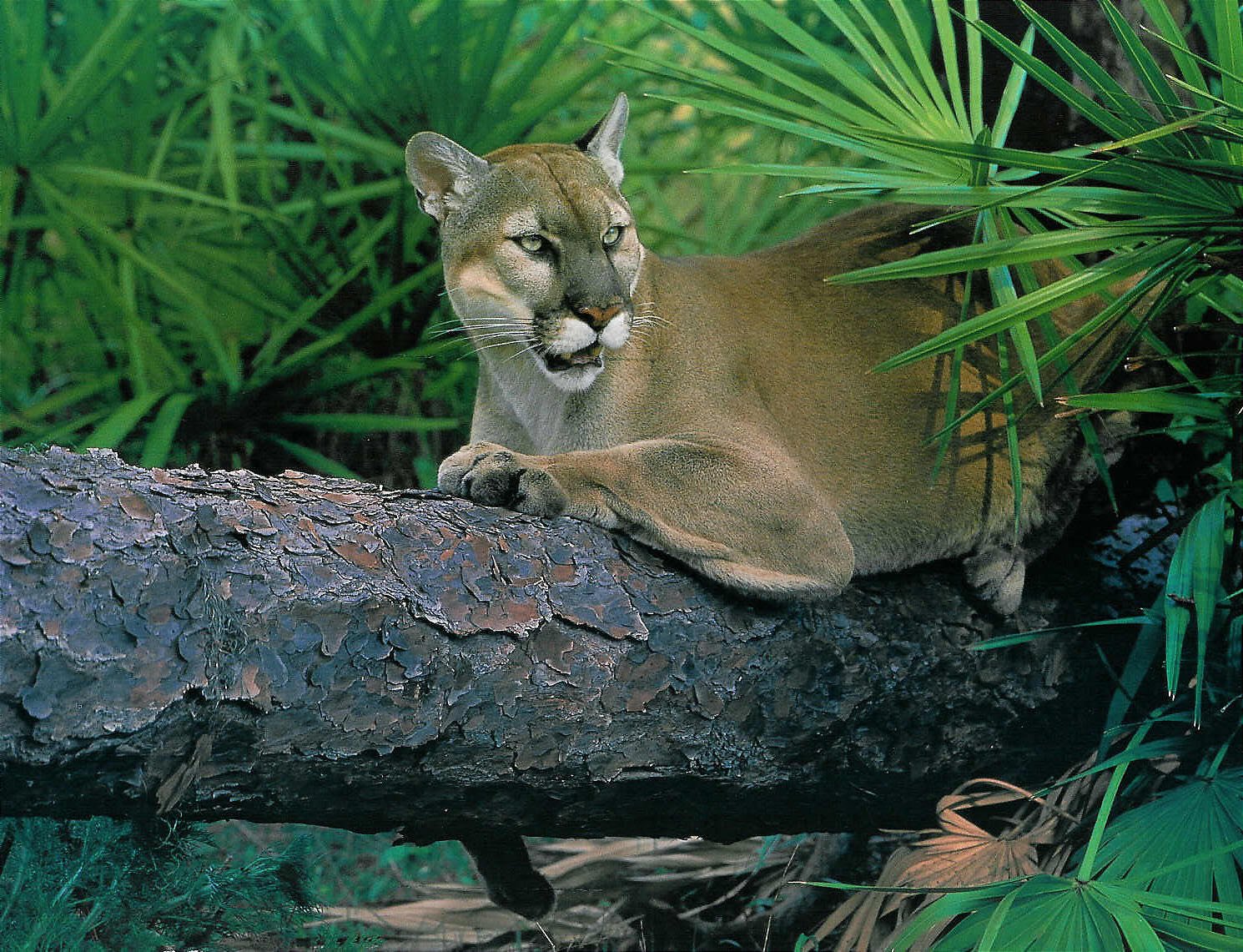 The Fight for Survival: Conservation Efforts in Action (image credits: wikimedia)