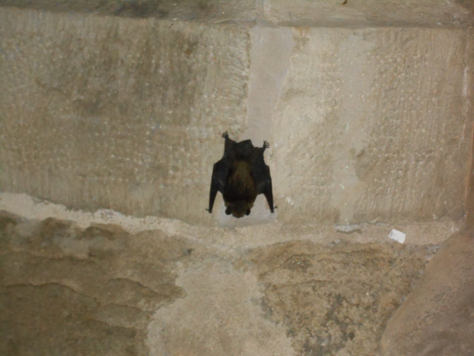The Science of Conservation: Protecting Bat Habitats (image credits: wikimedia)