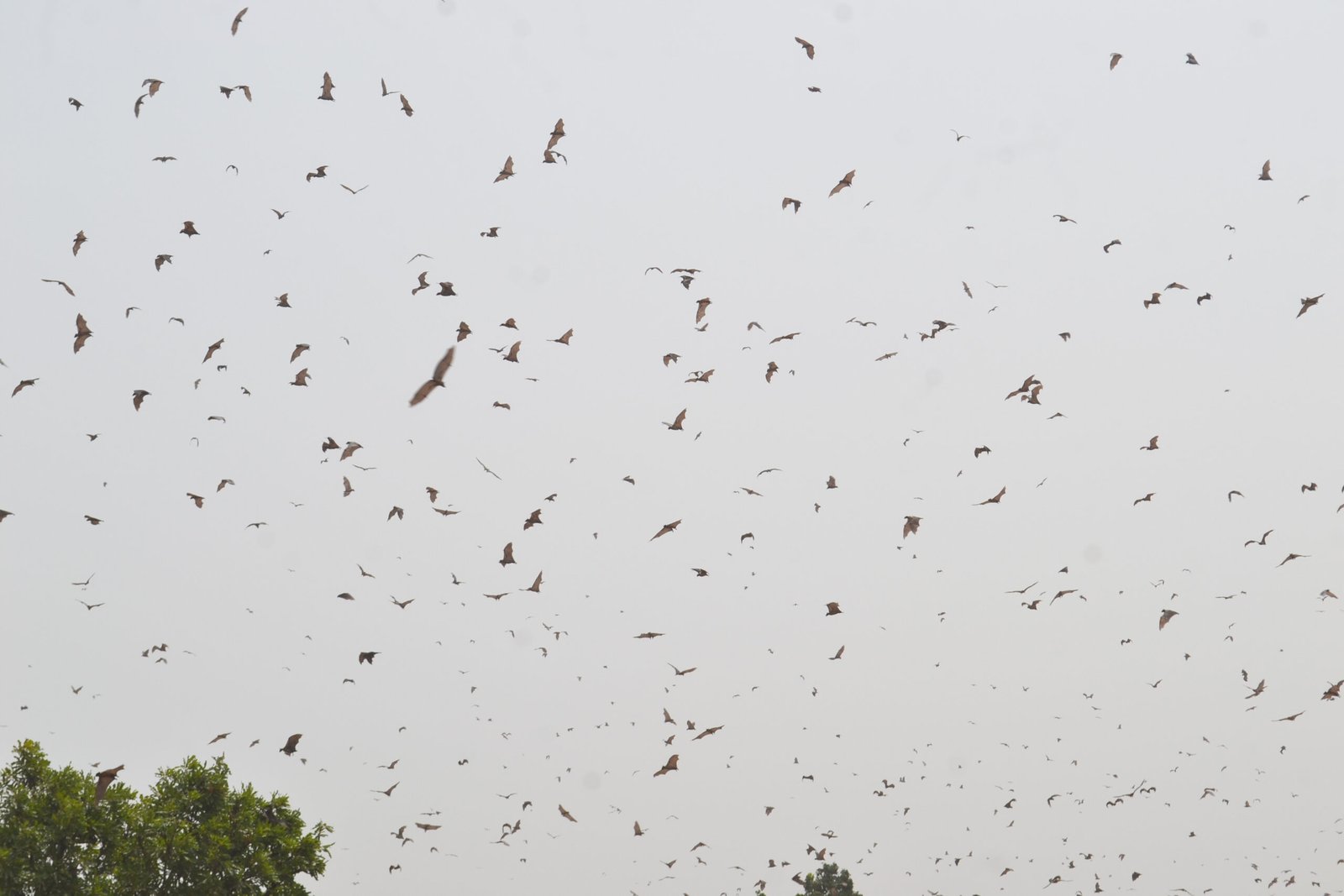 Community Efforts: People Power in Bat Protection (image credits: wikimedia)