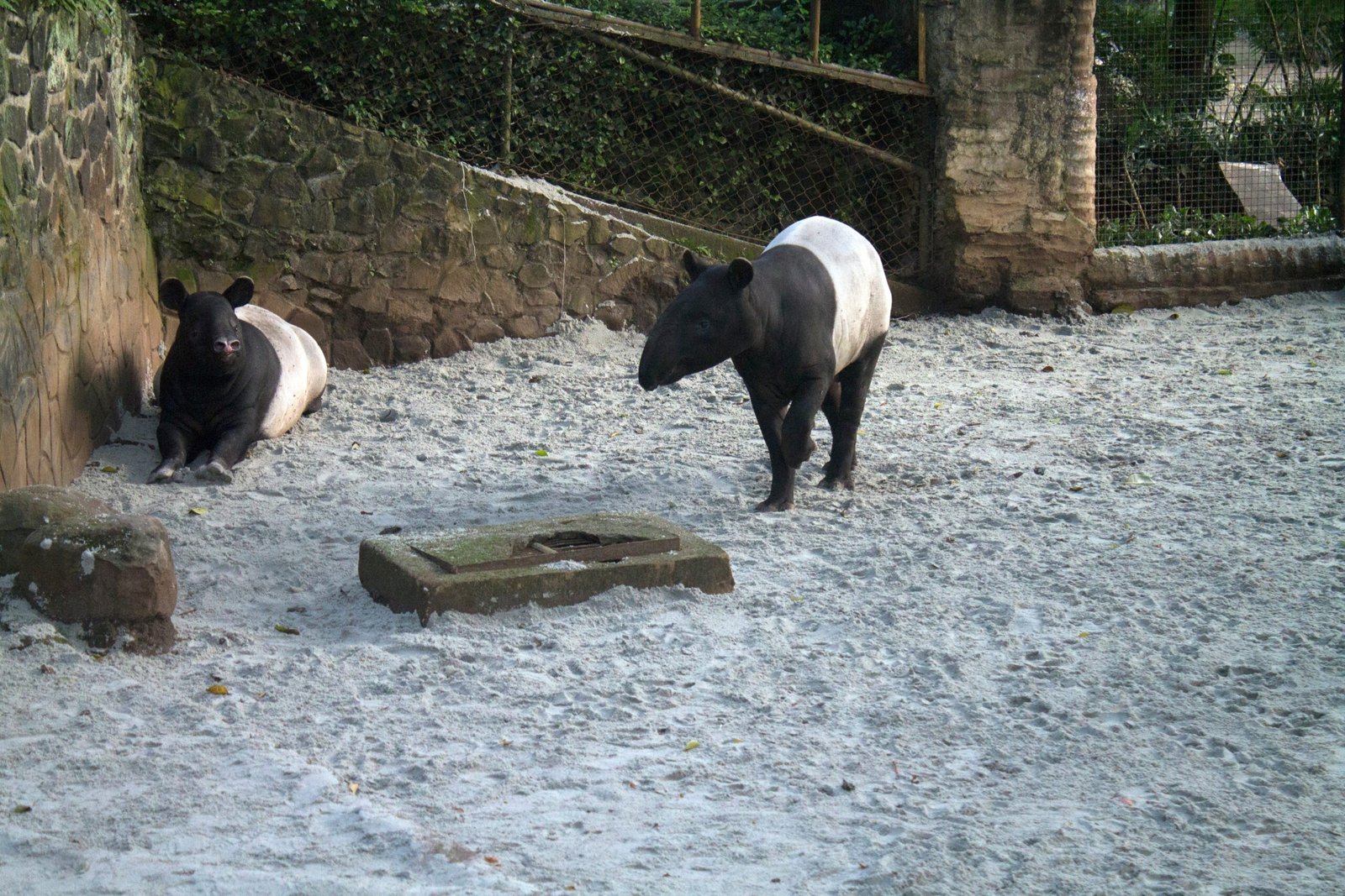 Tapir Behavior: Adaptation and Struggle (image credits: wikimedia)