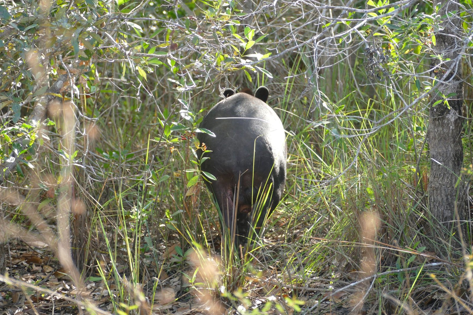 The Role of Tapirs as Forest Gardeners (image credits: wikimedia)