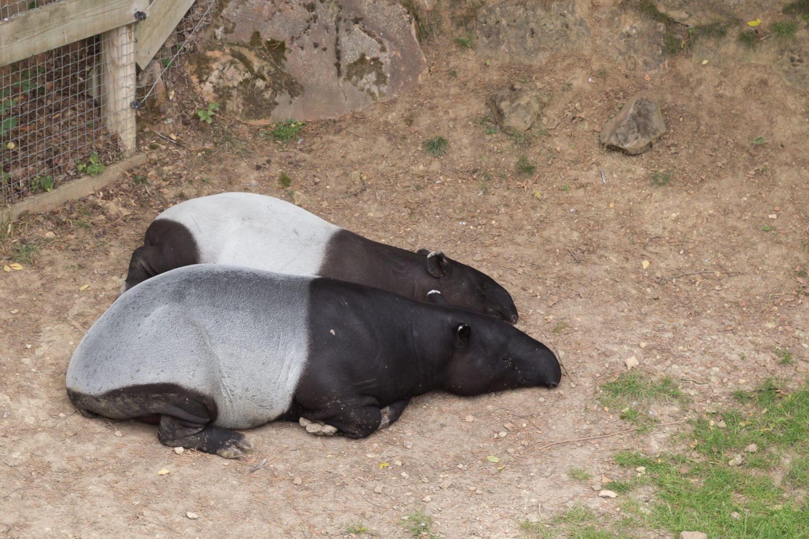 The Future of Malayan Tapirs (image credits: wikimedia)