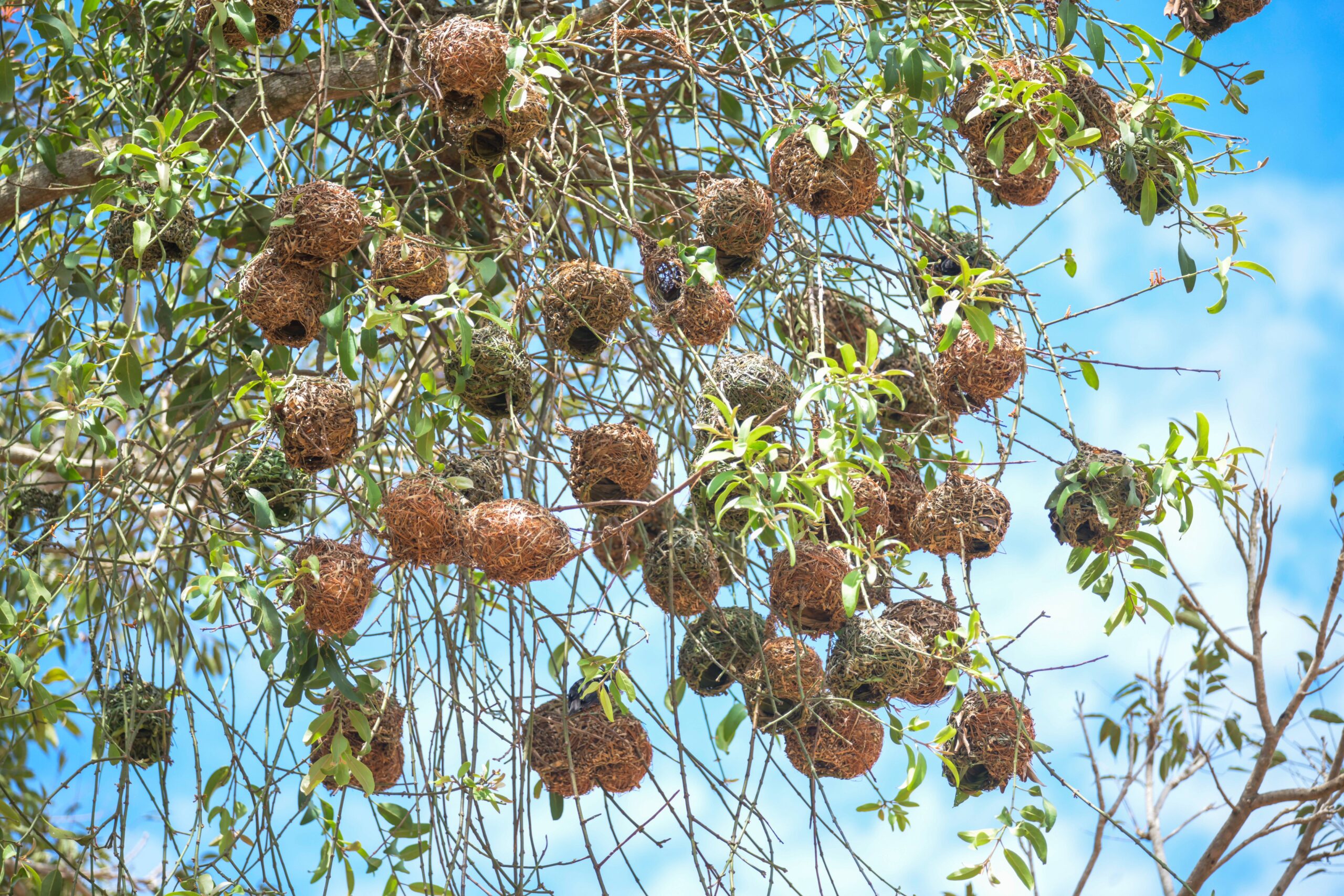 The Nest That Cools Itself: How Weaverbirds Engineer With Airflow in Mind