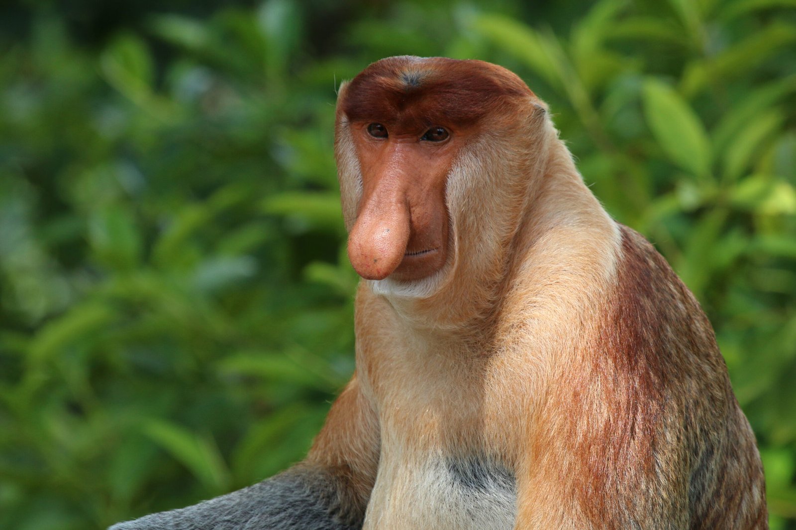The Remarkable Appearance of the Proboscis Monkey (image credits: wikimedia)