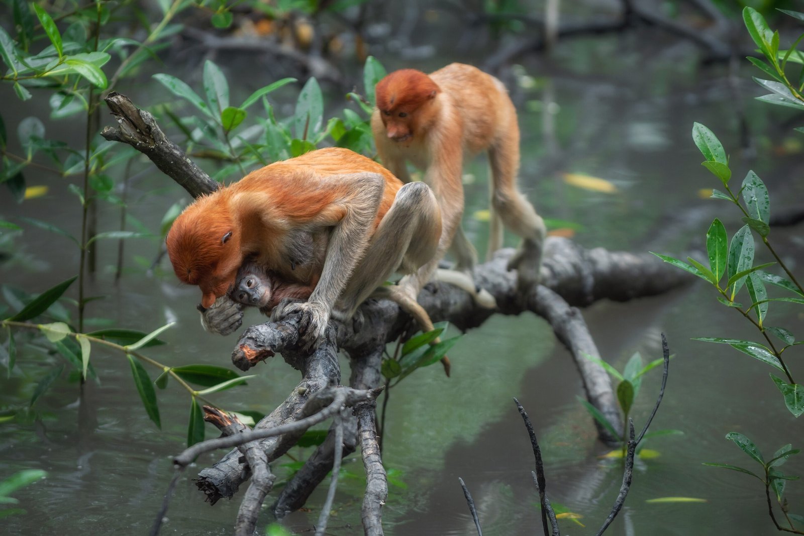 Masters of the Mangroves (image credits: wikimedia)